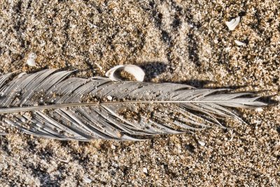 beached feather