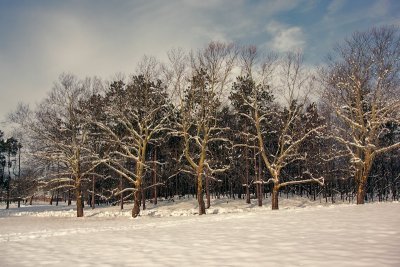 sycamores in the snow