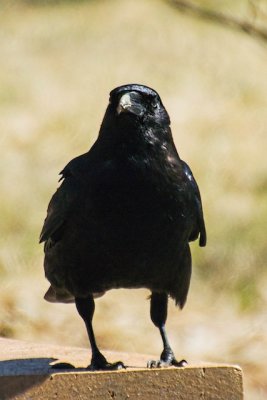 crow