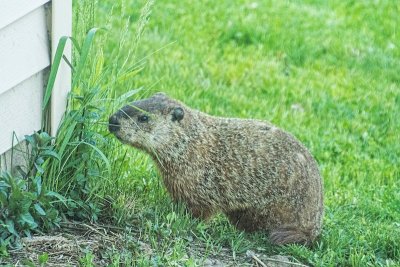 critter