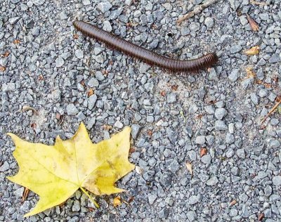 creepy crawly