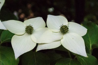 Dogwood