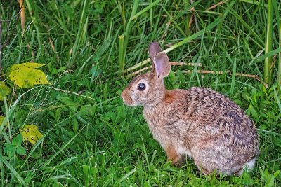 backyard bunny