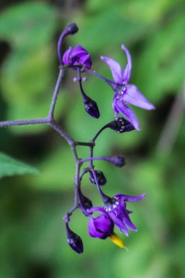 nightshade I