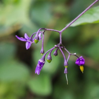 nightshade II