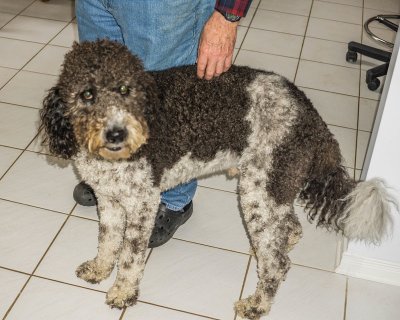wally 2