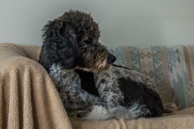 wally 3