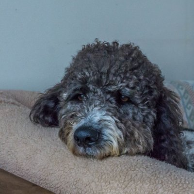 wally 8