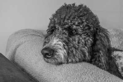 wally 4