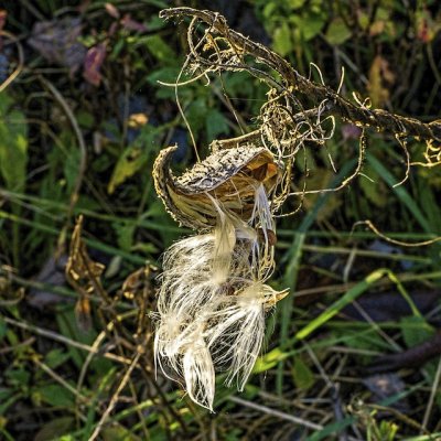 milkweed