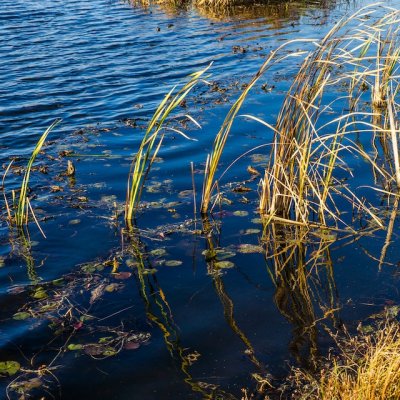 pond