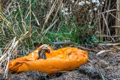 rotting pumpkin