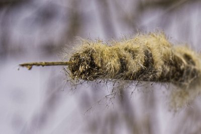 dried bull-rush (cattail)