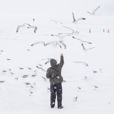 gulls