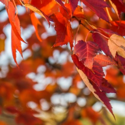 leaves