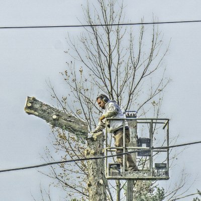 timber!