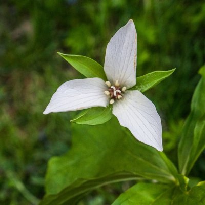 trillium