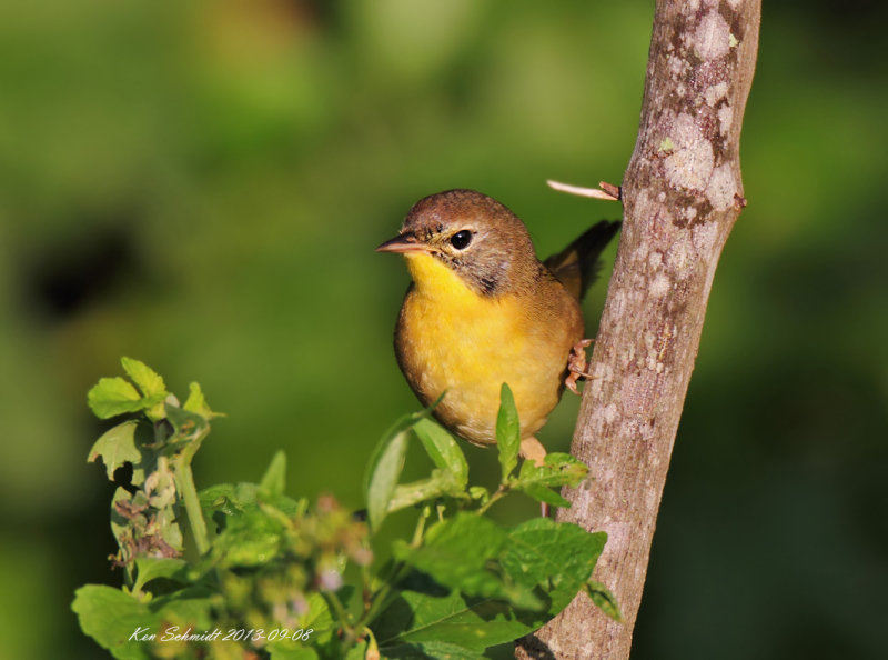  Common Yellowthroat,1st Winter male