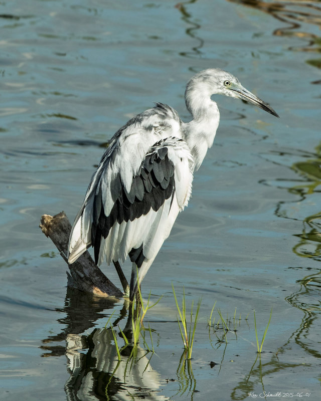 Mottling-Little Blue Heron