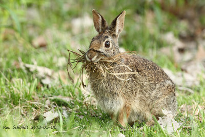 Rabbitt with nesting stuff