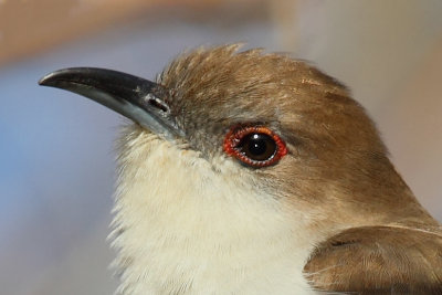 Black-billed Cuckoo ,head image