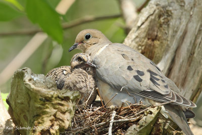 I love my mama,,Morning Dove with chick.