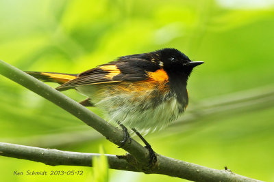 American Redstart