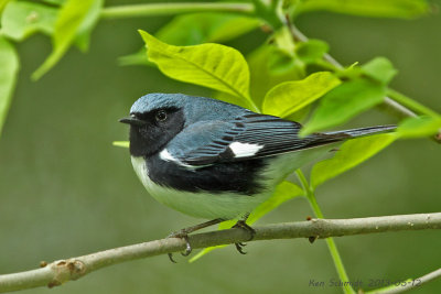 Black- throated Blue Warbler