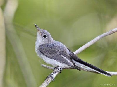 Blue-gray Gnatcatcher