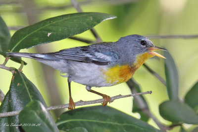 Northern Parula