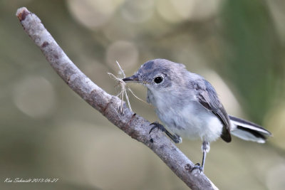 Blue-gray Gnatcatcher with nesting material.