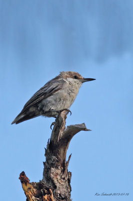 Brown-headed Nuthatch