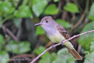 Great Crested Flycatcher