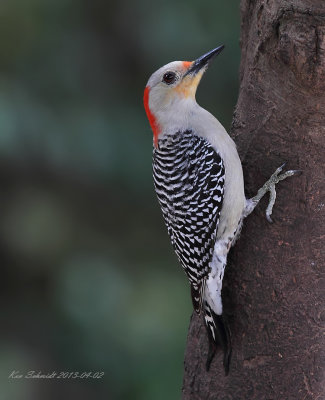 Red-bellied Woodpecked