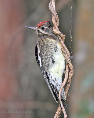 1st winter Yellow-bellied Sapsucker