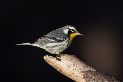 Yellow-throated Warbler