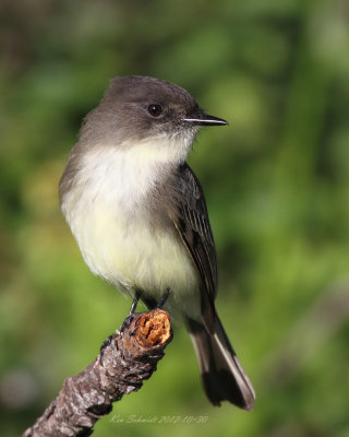 Eastern Phoebe