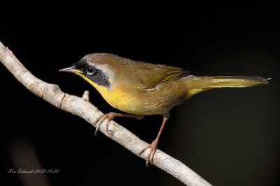 Common Yellowthroat