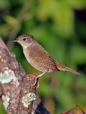 House Wren