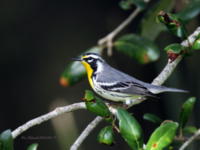 Yellow-throated Warbler