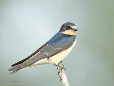 Barn Swallow