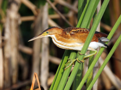 Least Bittern