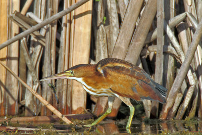 .Least BIttern 