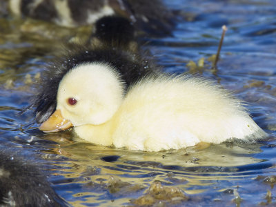  Albino Mallard chick 