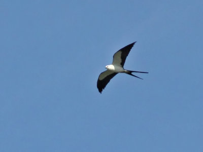  Swallow-tailed Kite
