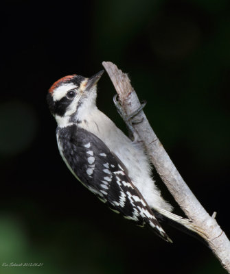 male Downy Woodpecker,juvenile