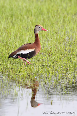 Black-bellied Whistling Duck