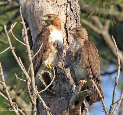 Male and Female Red-tailed Hawks