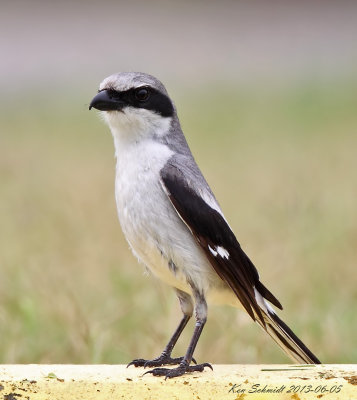 Shrike Loggerhead