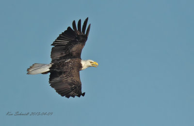 American Bald Eagle